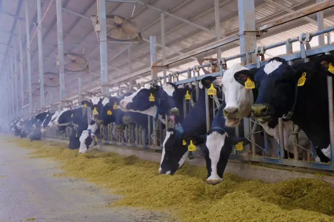 口碑好奶仅 38 一箱，错过再等一整年