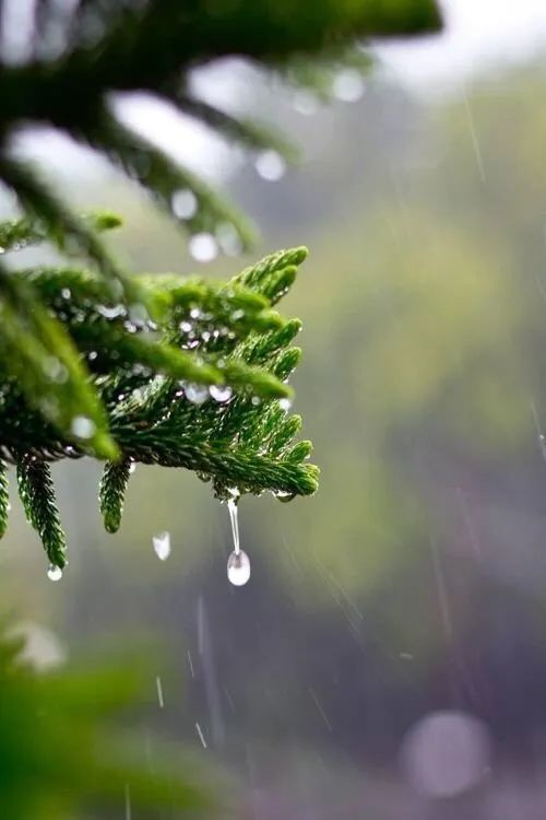 夜读 | 芒种：彤云高下影，炎风暑雨情