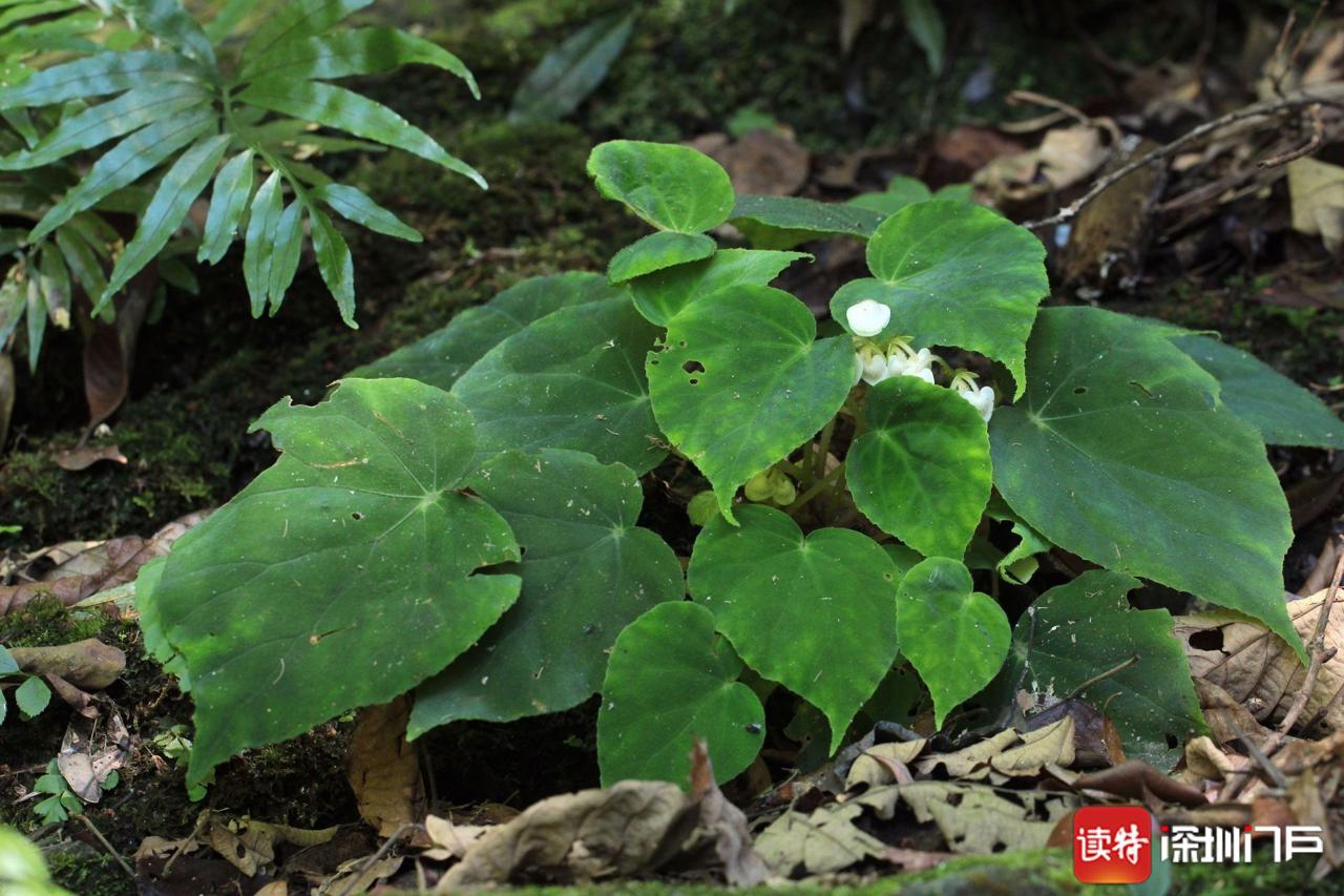 裂叶秋海棠(裂叶秋海棠图片及功效) - 上海苗木信息网