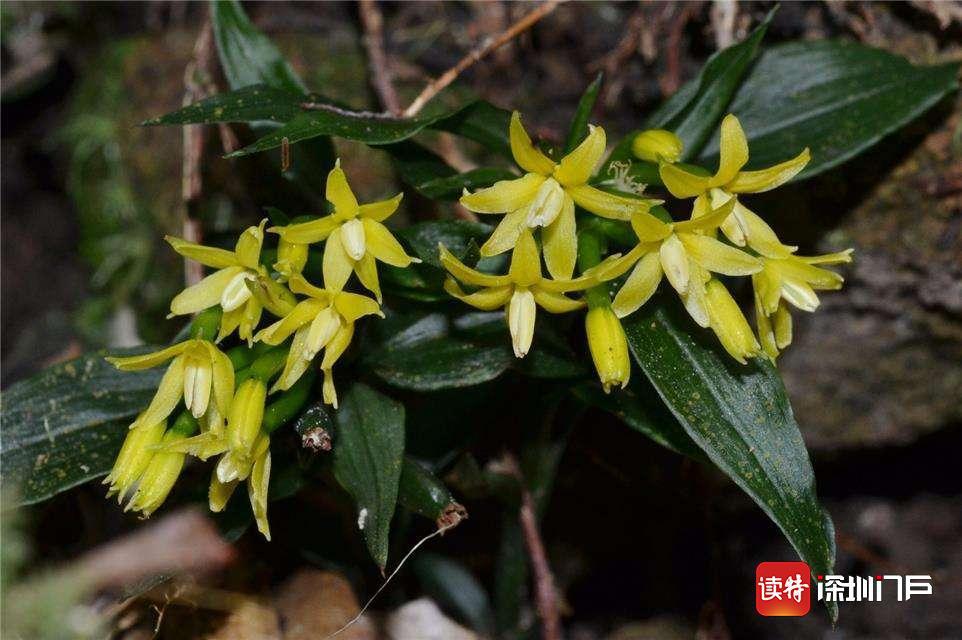 裂叶秋海棠(裂叶秋海棠图片及功效) - 上海苗木信息网