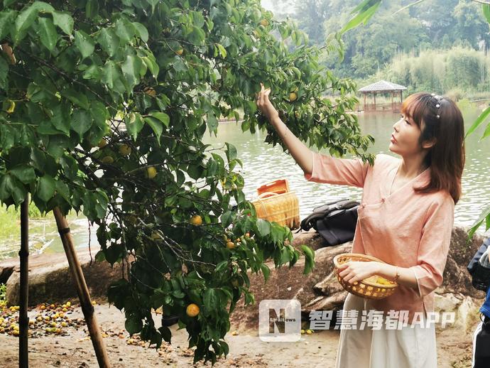 又到梅李飘香时，快来福州永泰嵩口镇“解馋”