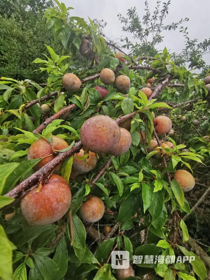 又到梅李飘香时，快来福州永泰嵩口镇“解馋”