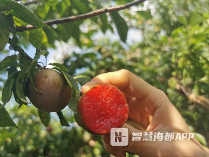 又到梅李飘香时，快来福州永泰嵩口镇“解馋”