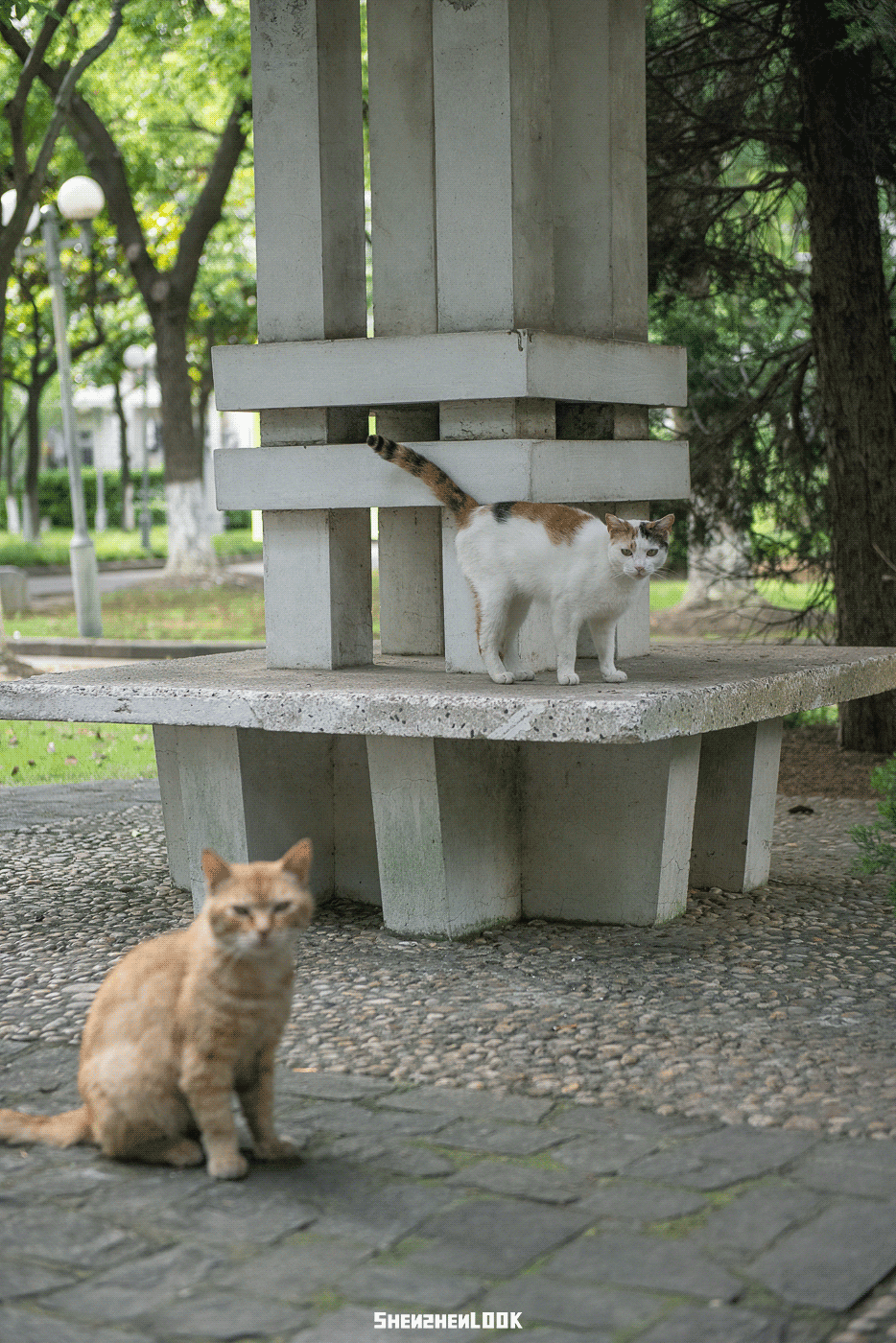 LOOK | 别人家的学校 · 上海大学