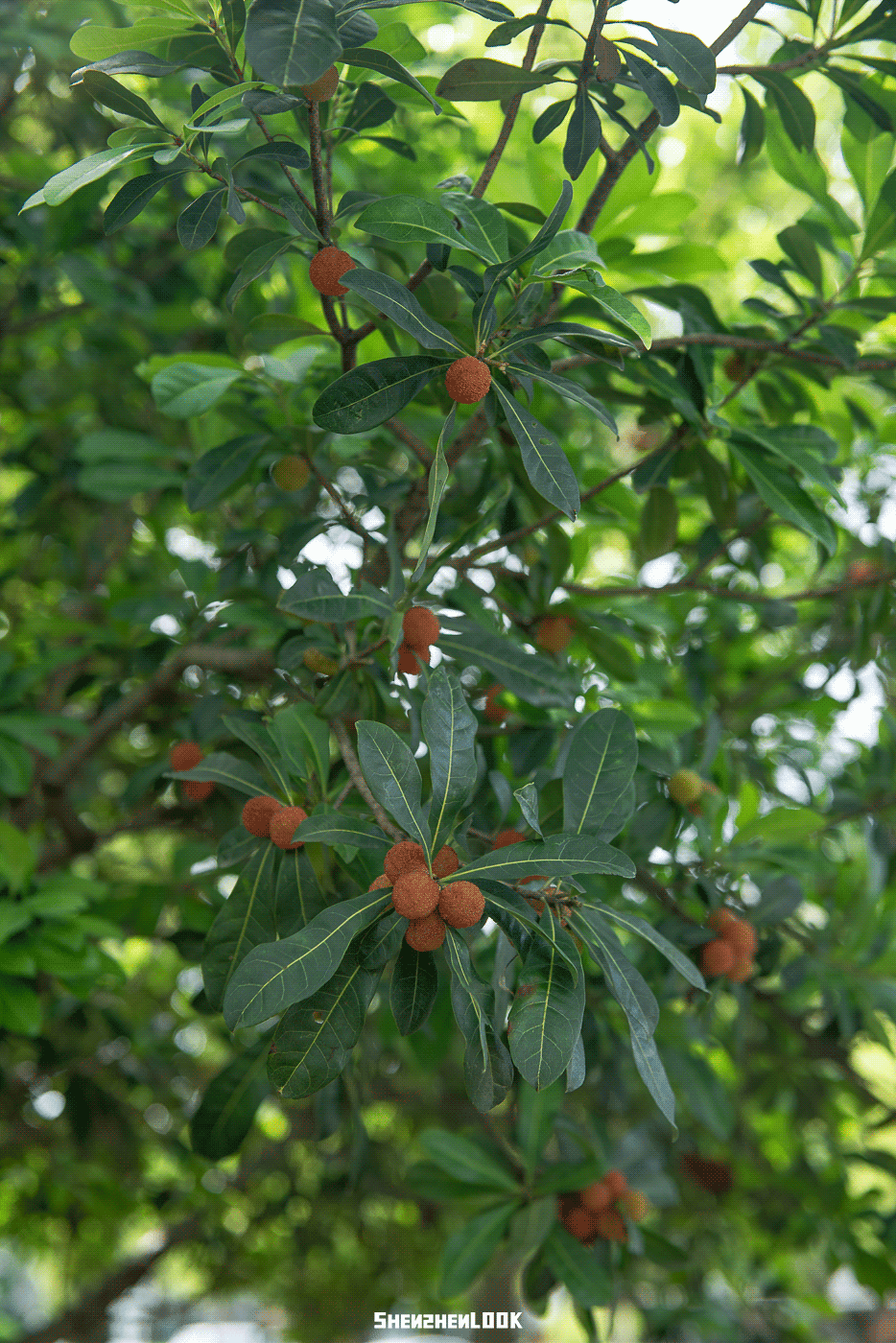 LOOK | 别人家的学校 · 上海大学