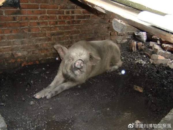 猪坚强图片(14岁高龄“猪坚强”离世，遗体已被冰冻)