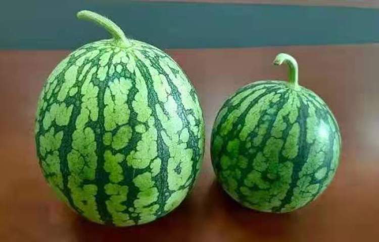 上海这种mini西瓜火了!