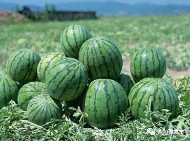 水晶西瓜凍,水晶西瓜凍怎么做