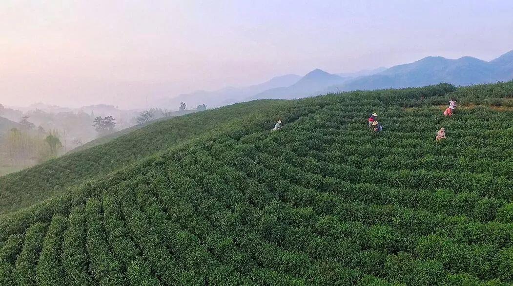 信阳热干面介绍（最被中国吃货低估的美食圣地）