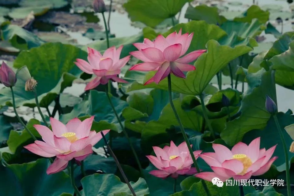 为什么一定要来双流念大学？这些理由让你无法拒绝...