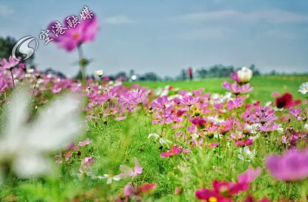 为什么一定要来双流念大学？这些理由让你无法拒绝...