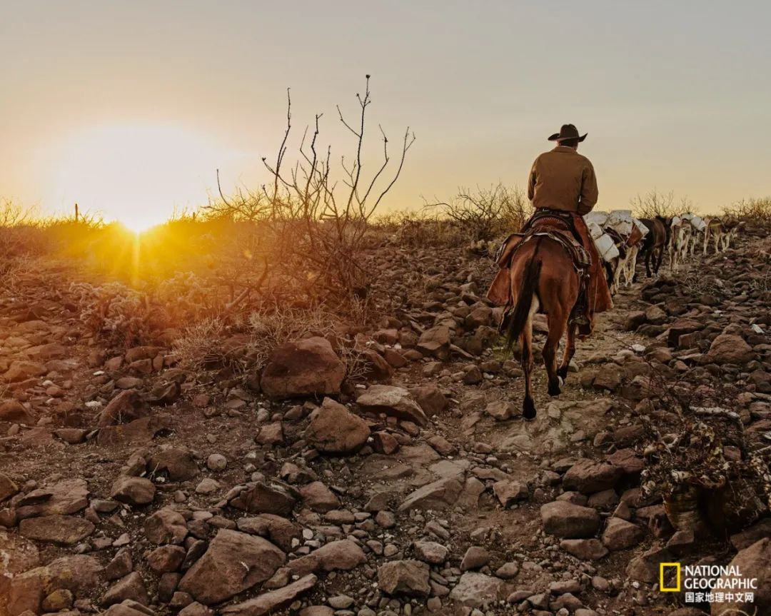 墨西哥牛仔,再也牛不起来了