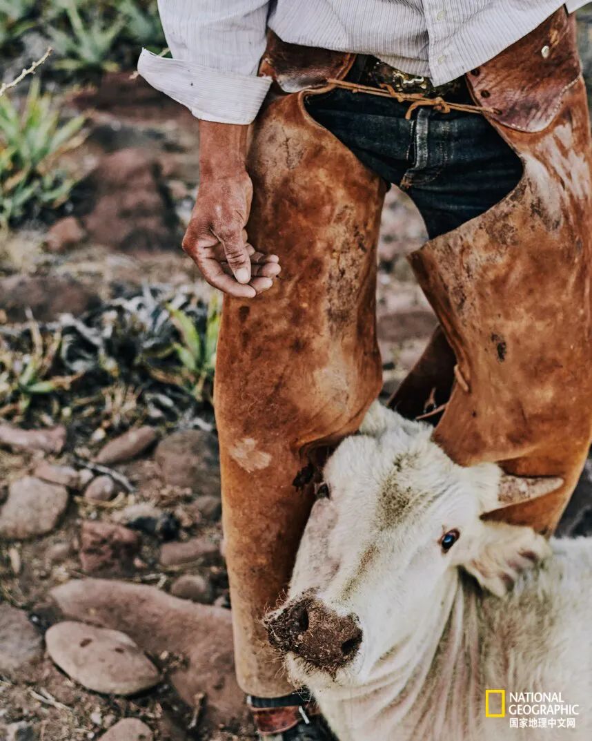 墨西哥牛仔,再也牛不起来了