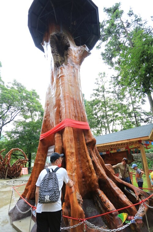 16吨重千年金丝楠木现身贵阳 传价值2.5个亿
