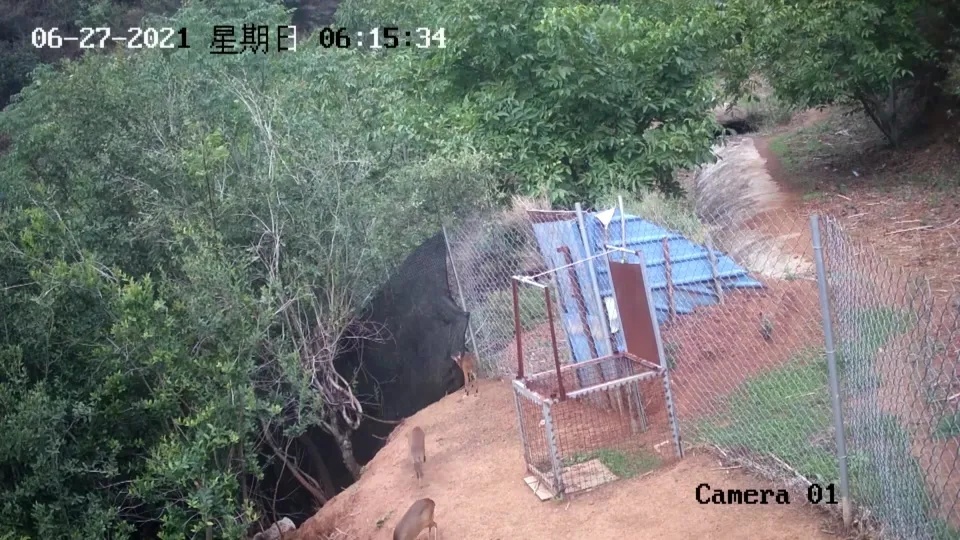 麂子養殖,麂子養殖合法嗎