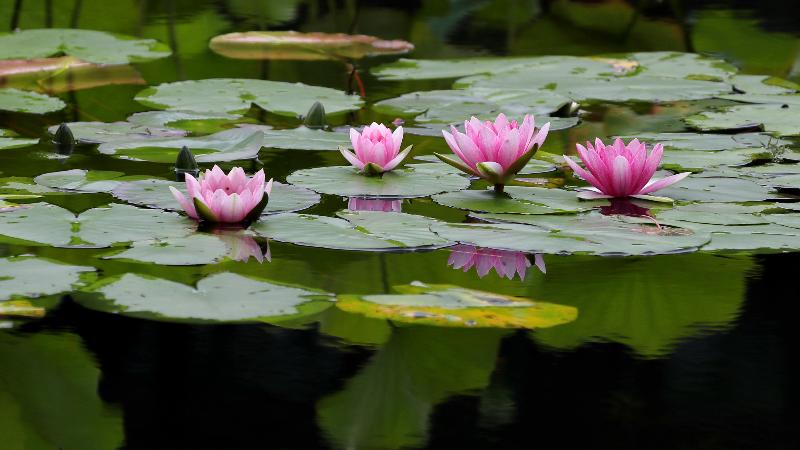 荷花蓮花傻傻分不清?品清新詩詞,給夏天降個溫