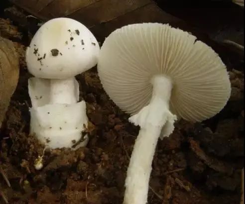 有毒的蘑菇名字及图片（干货分享常见的有毒蘑菇大全）