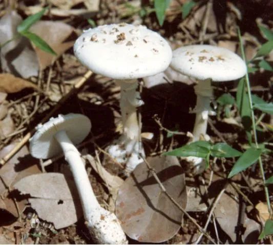 有毒的蘑菇名字及图片（干货分享常见的有毒蘑菇大全）
