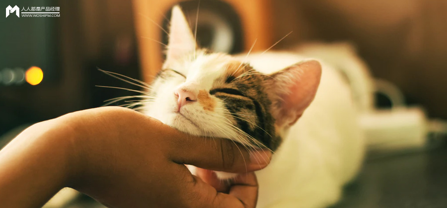 复盘总结：这半年的线上宠物医疗尝试