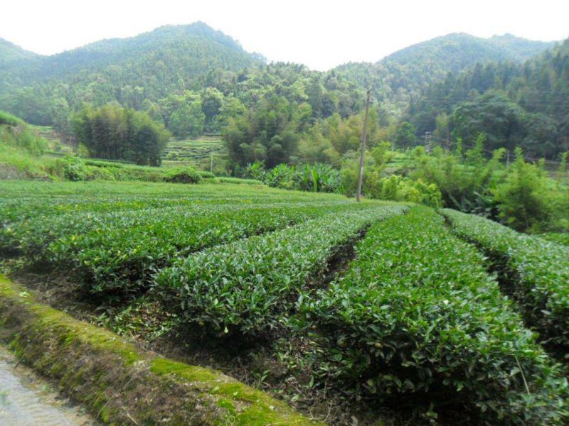 兴业银行首创“福茶网-茶农贷”全国首笔落地泉州