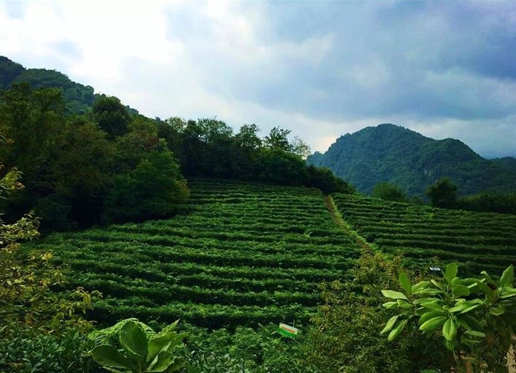 兴业银行首创“福茶网-茶农贷”全国首笔落地泉州