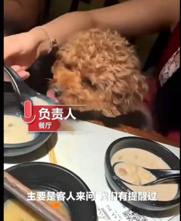 江苏一女子用餐厅汤勺喂宠物狗，称“给它吃完洗了”，店家：舔过的全扔了