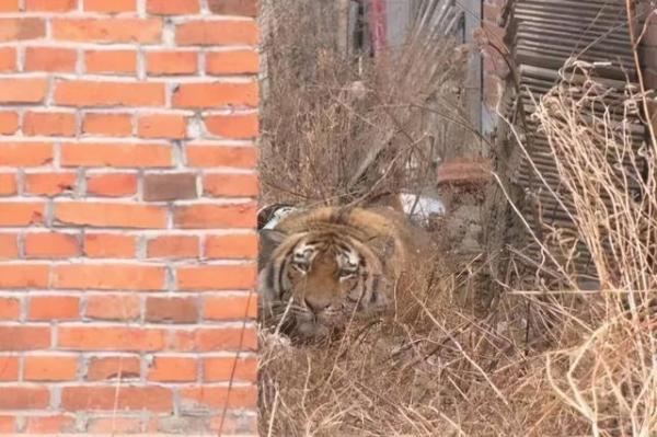 猛虎又下山！“完达山一号”野生东北虎为何去而复返？