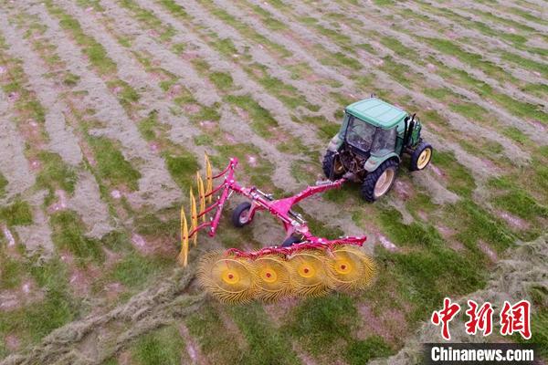 新疆东天山牧草丰收 牧民收割忙