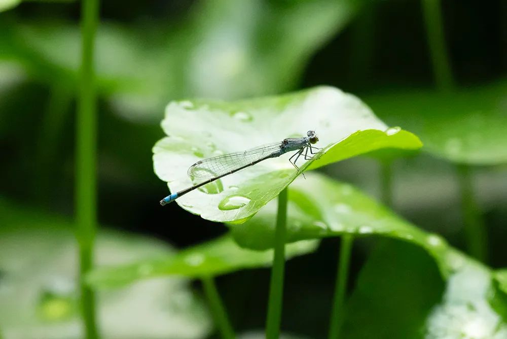 趁盛夏时节，快快带着相机去“撒点野”