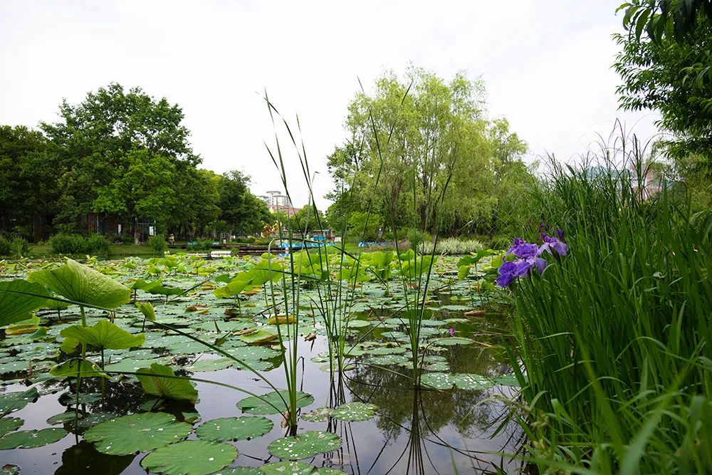 趁盛夏时节，快快带着相机去“撒点野”