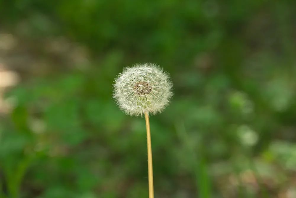 趁盛夏时节，快快带着相机去“撒点野”