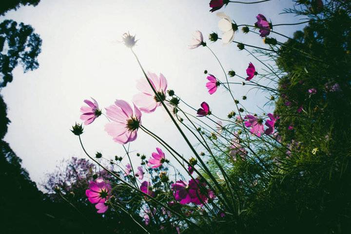「青未了•耿超廷专栏5」脆弱的花朵