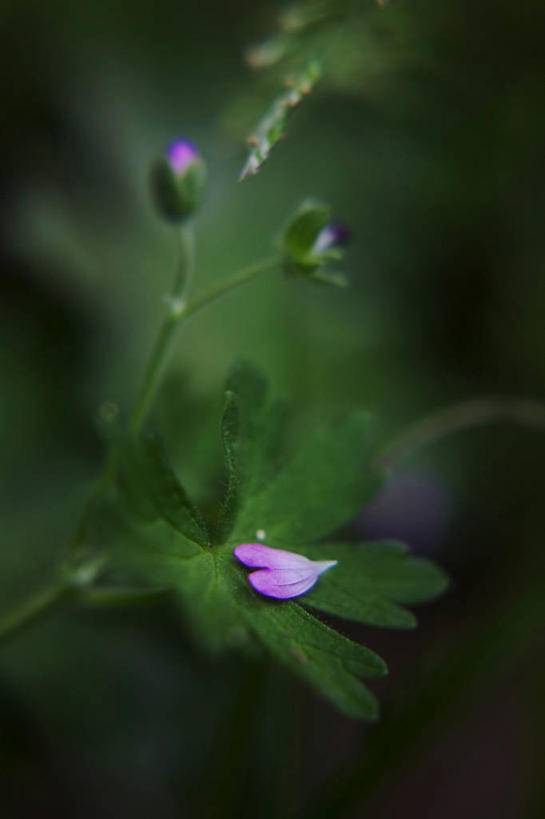「青未了•耿超廷专栏5」脆弱的花朵