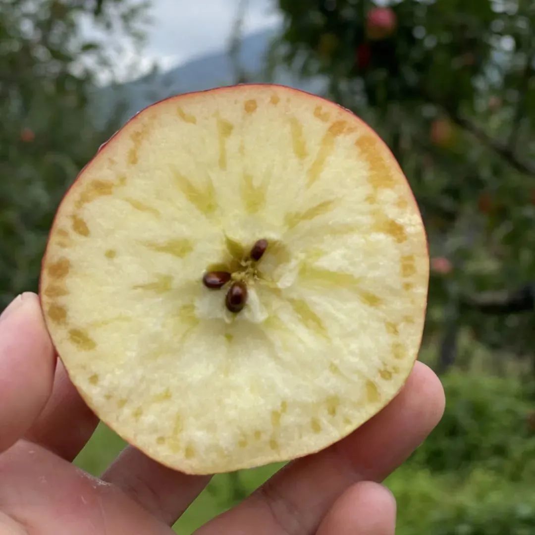 秋天的野苹果，够脆够味，甜到心坎了