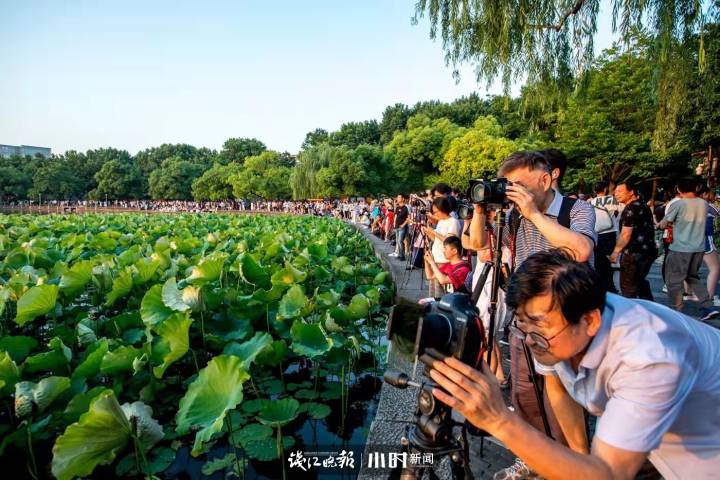 好摄|西湖边拍日落最有名的集贤亭,怎么被“包裹”起来了?