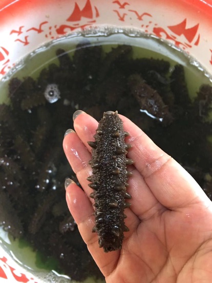 海參如何泡發,海參如何泡發步驟