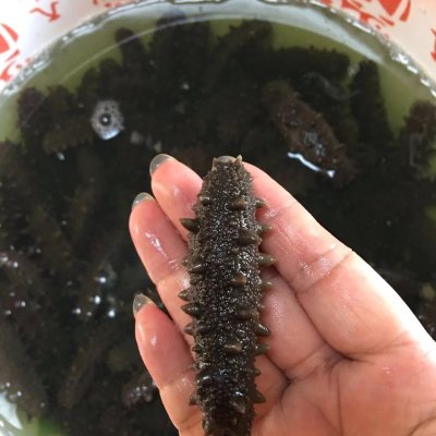 海參如何泡發,海參如何泡發步驟