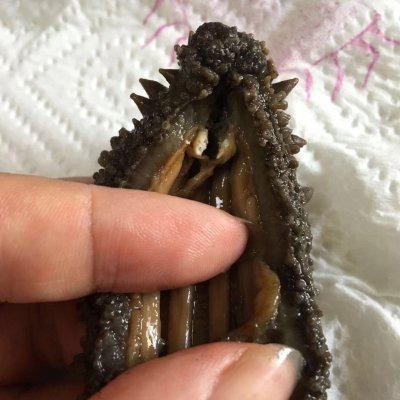 海參如何泡發,海參如何泡發步驟
