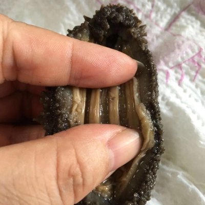 海參如何泡發,海參如何泡發步驟