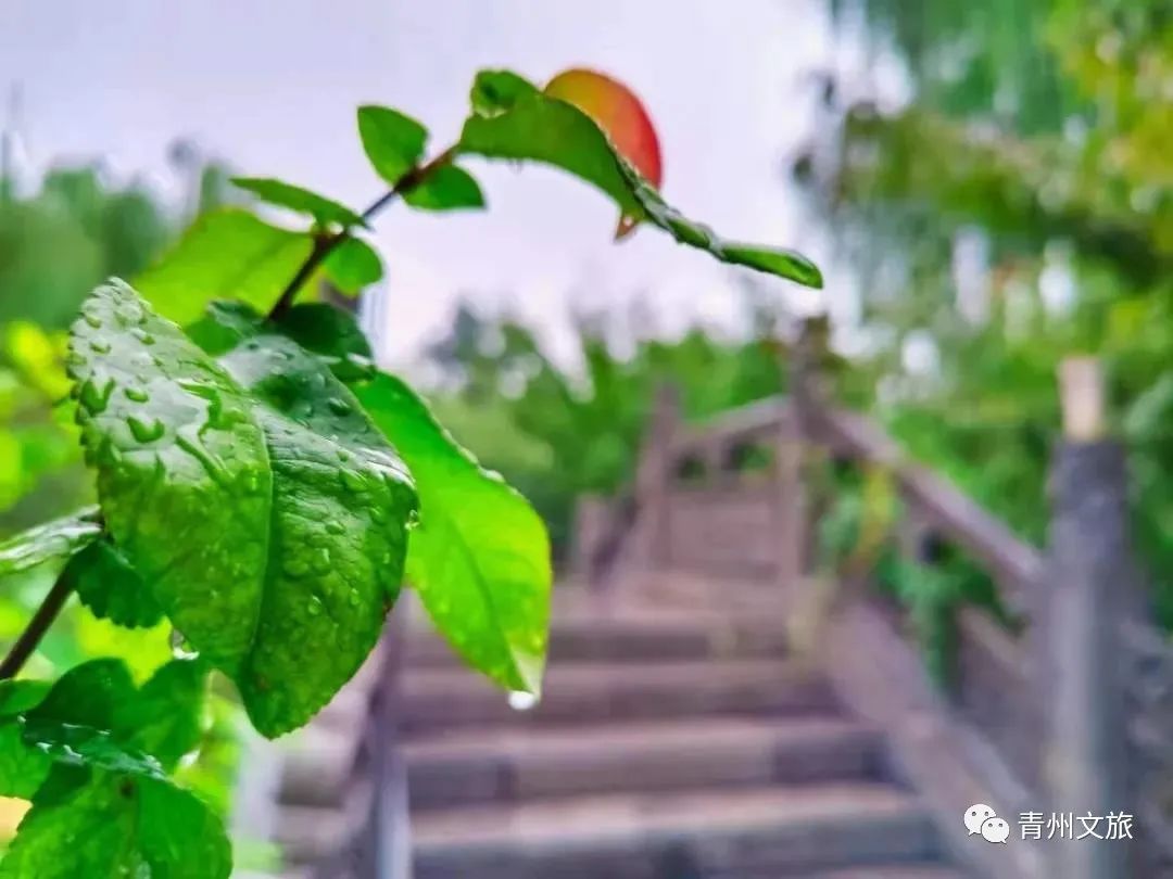 飒飒秋雨中，青州古城有多美......