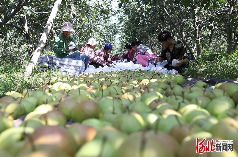 香梨的產(chǎn)地,香梨的產(chǎn)地主要在哪里