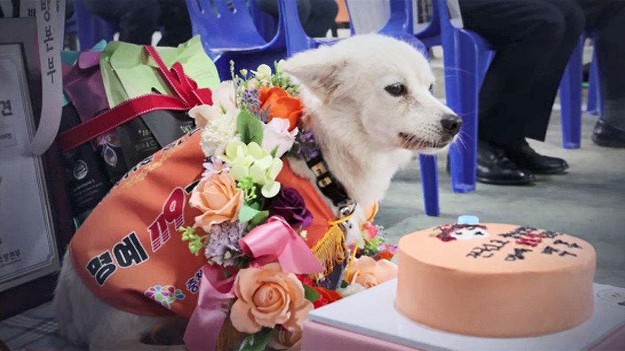 40小时不离不弃守护九旬主人生命“火光”4岁小狗获韩国首个“荣誉救援犬”称号