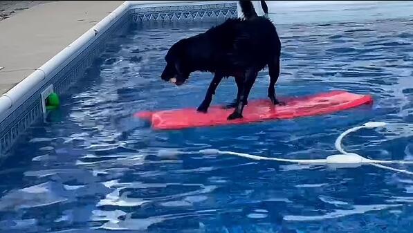 美国一只聪明的宠物狗利用冲浪板从游泳池中捡回玩具球