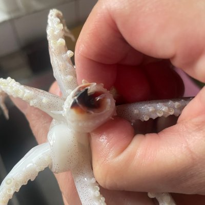 鲜鱿鱼(鲜鱿鱼怎么处理干净)-我的快乐小窝