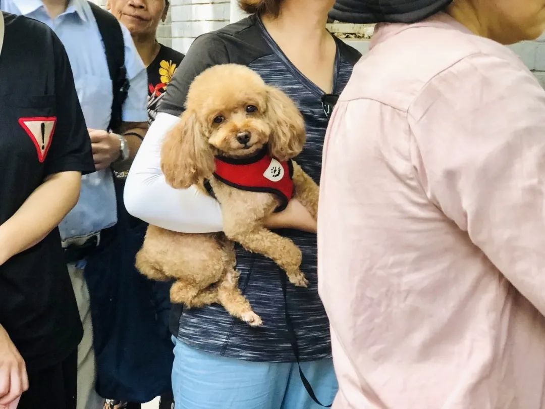金味栗子，开卖
