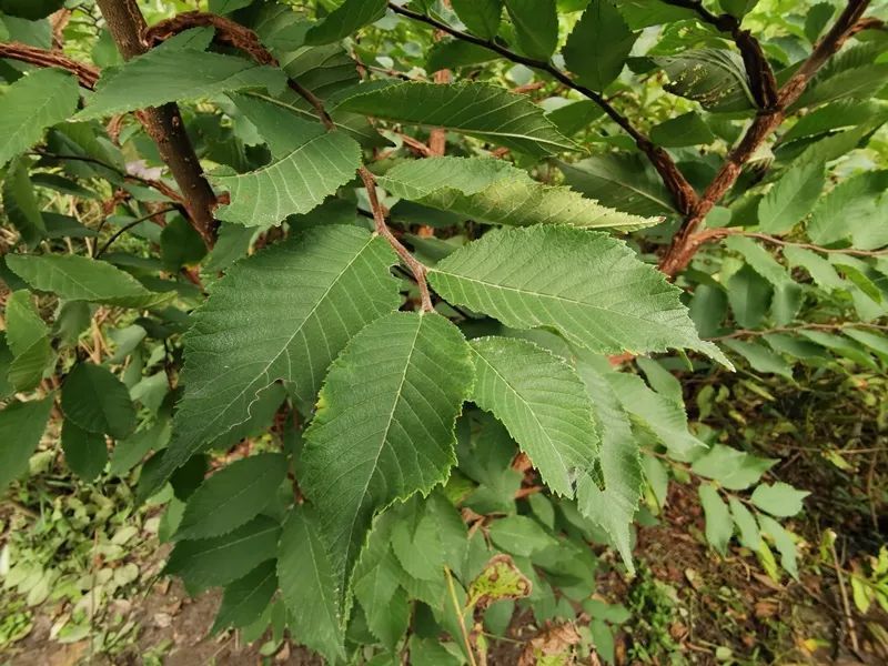 榆樹圖片,榆樹圖片大全 高清