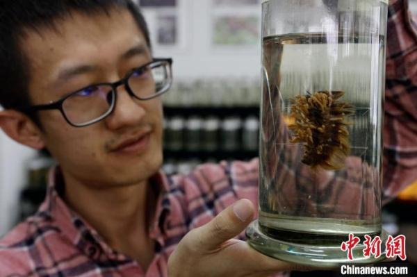 揭秘虫草的“物种多样性”：有虫有“草”，却非虫非草