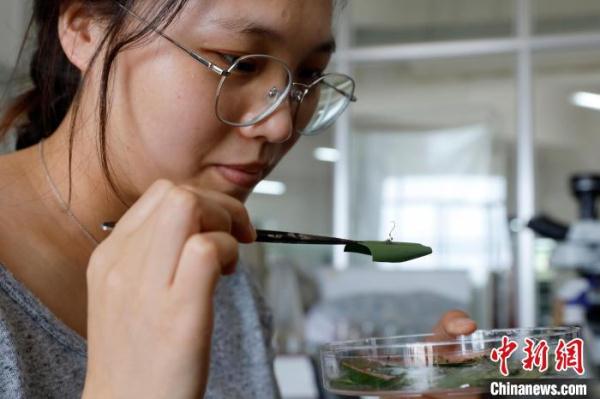 揭秘虫草的“物种多样性”：有虫有“草”，却非虫非草