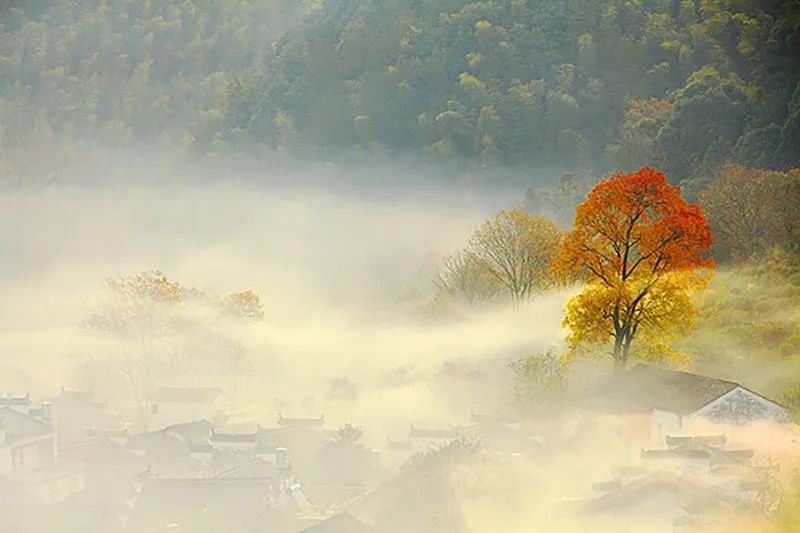 今秋，躲进婺源，在满山的红叶里一起把日子过成诗！