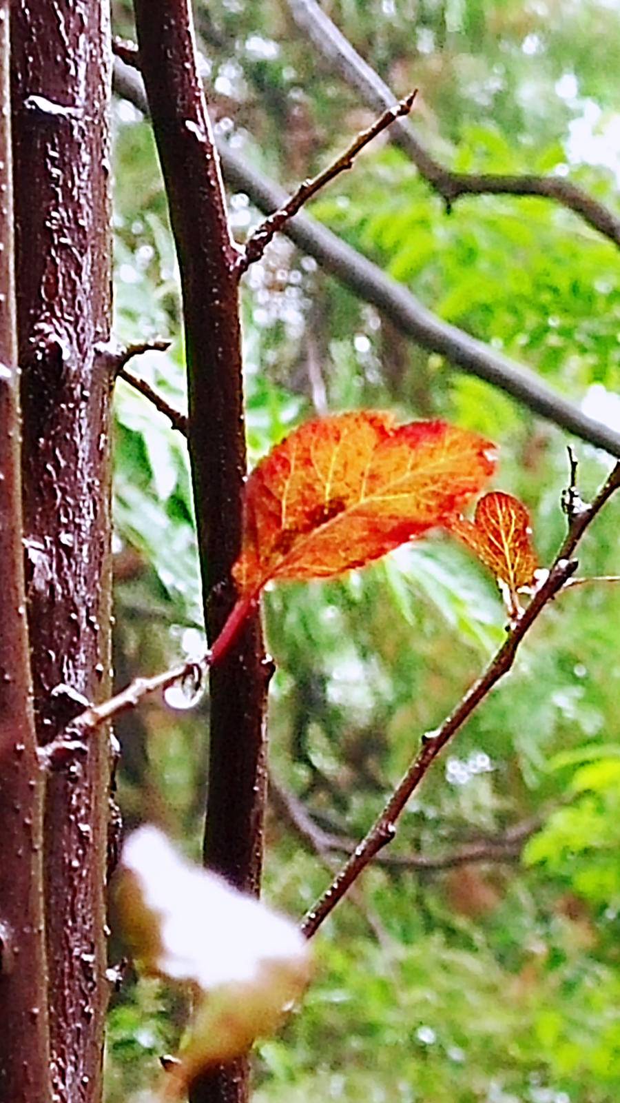 雨中山里走一走，看风景，洗尽风尘慰余生